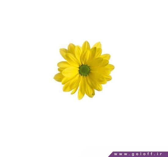 سفارش آنلاین گل کرزنتیا سلبریت – Chrysanthemums | گل آف